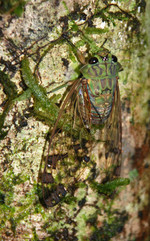 Sarapiqui - Cicade