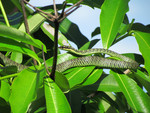 Golden Tree Snake (C