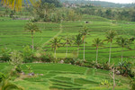 Bali, rijsttarrassen