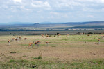 Masai Mara, Thomson 